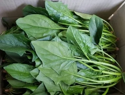 *농산물(시금치/일반/최대한.짧은것)4kg*박스