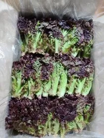 *농산물(상추/적쫑)박스