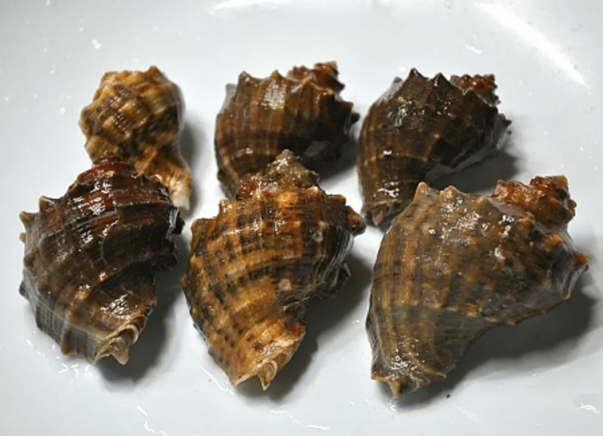 참소라(A)/러시아/700g 이미지