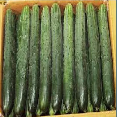 *농산물(청오이/45-50입내외/10kg)*박스