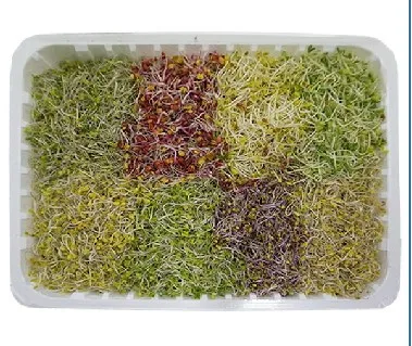 *농산물(모듬새싹/500g)
