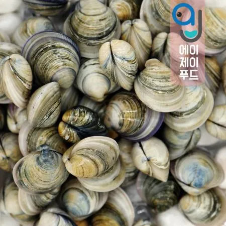 생물 모시조개(백모시) 중국산/10kg 이미지