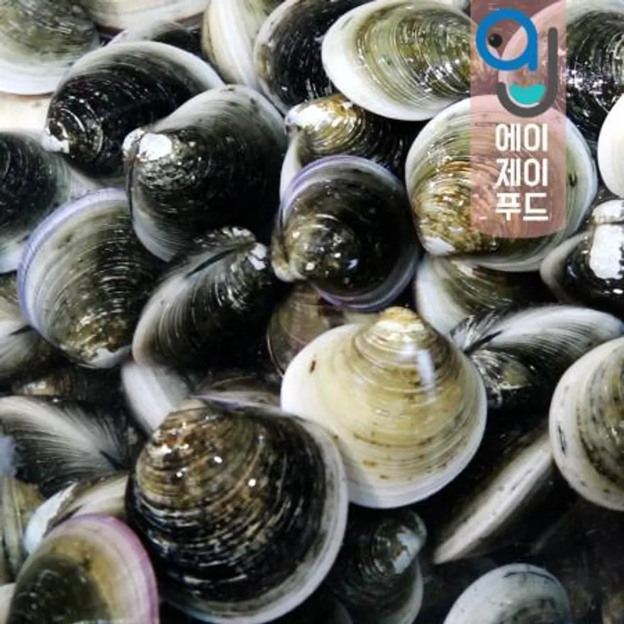 모시조개(생물) 흑모시(국산) ★10kg 이미지