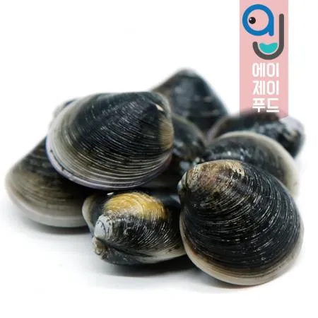 모시조개(생물) 흑모시(국산) ★10kg 이미지