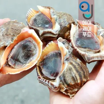 국내산 살아있는 자연산 참소라 3-6미 (대) 1kg