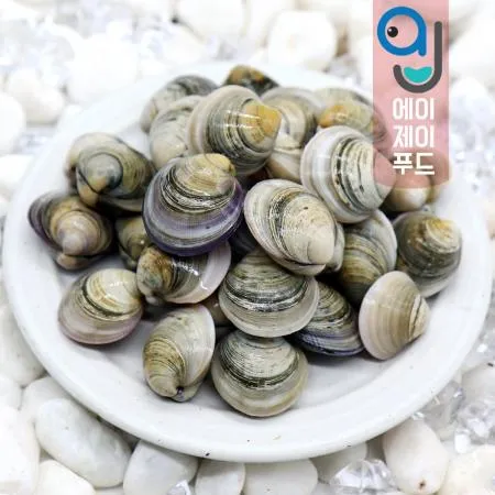 생물 모시조개(백모시) 중국산/10kg 이미지