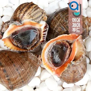 국내산 살아있는 자연산 참소라 7-10미 (중) 1kg