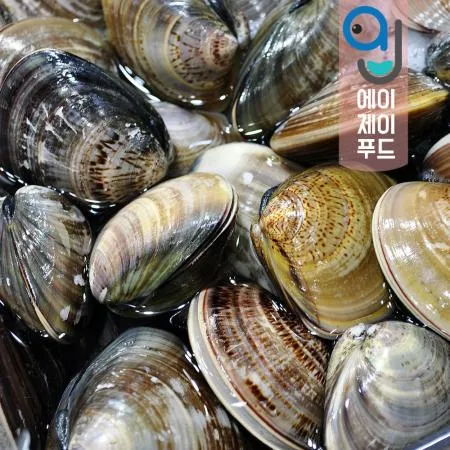 살아있는 자연산 생합(백합조개) 1kg 중국산 이미지