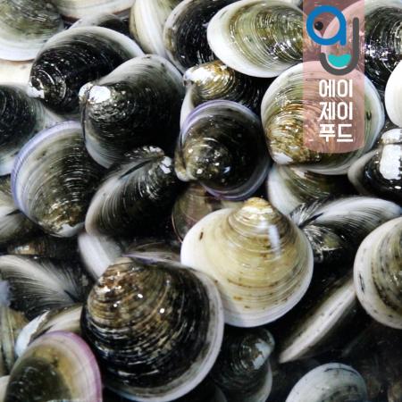 모시조개(생물) 흑모시(국산) 1kg