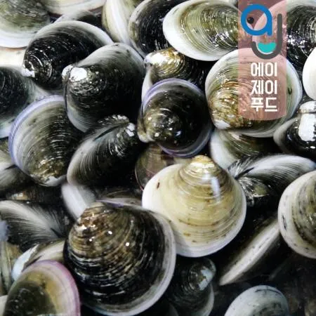 생물 모시조개(흑모시) 국내산/1kg
