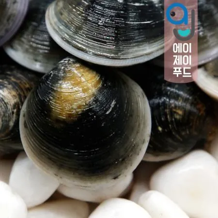 모시조개(생물) 흑모시(국산) ★10kg 이미지