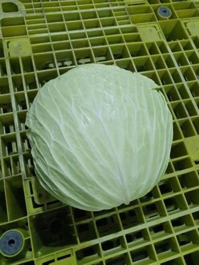 깐양배추,1Kg(1.5~2.5Kg/통당),상품,국산, kg기준배송(통 단위 아님) 이미지