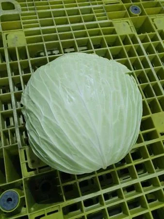 깐양배추,1Kg(1.5~2.5Kg/통당),상품,국산, kg기준배송(통 단위 아님) 이미지