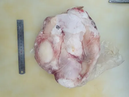 육우,1Kg,도가니,냉동,탕용,통덩어리,국산육우,밀봉/진공포장 아님