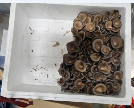 느타리버섯,1Kg,상품,국산