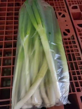 대파(뿌리제거),1Kg(흰대윗10cm절단),상품,실온,탈피,국산 이미지