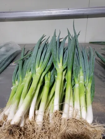 흙대파,1Kg,상품,국산