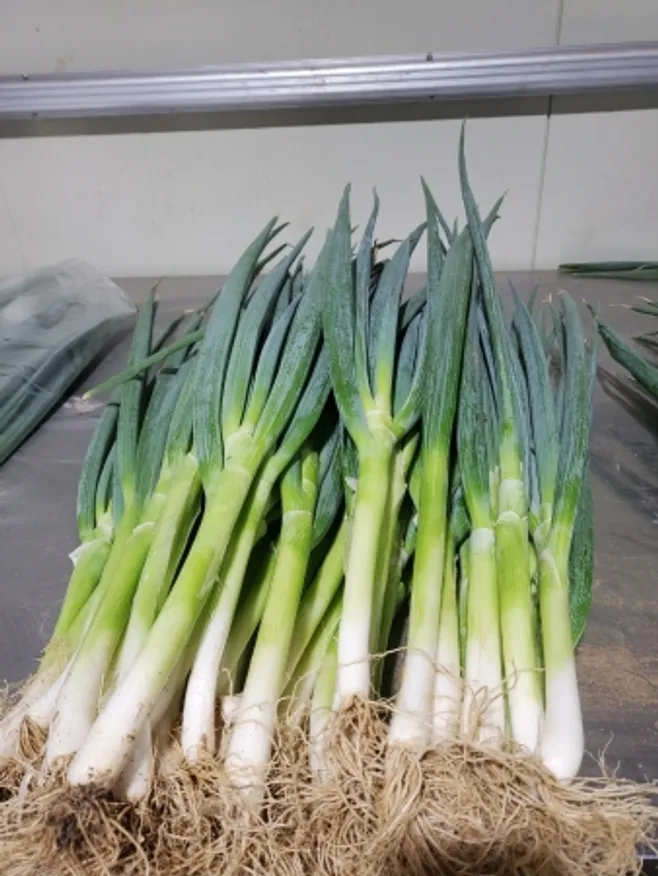 흙대파,1Kg,상품,국산 이미지