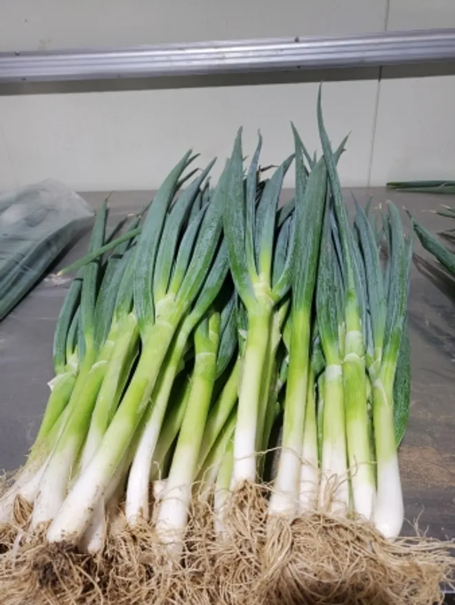 흙대파,1Kg,상품,국산 이미지