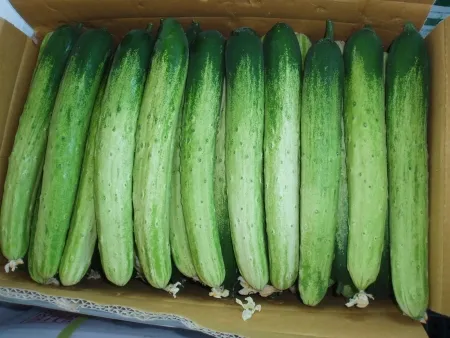 다다기오이,1Kg,상품,국산 이미지