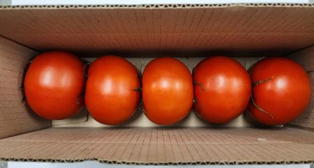 완숙토마토,kg(240g내외/개),대,국산