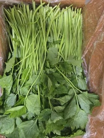 참나물,4Kg,국산 이미지