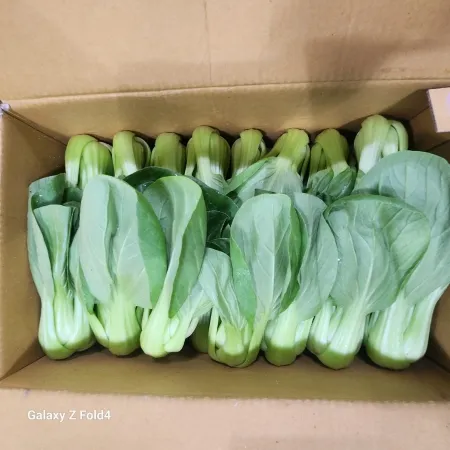 청경채,4Kg,상품,국산