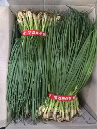 흙쪽파,1Kg,상품,국산