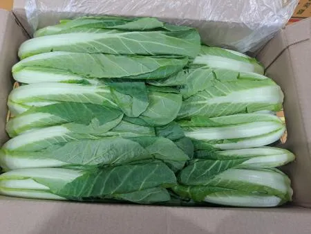 얼갈이배추,4Kg,상품,국산 이미지