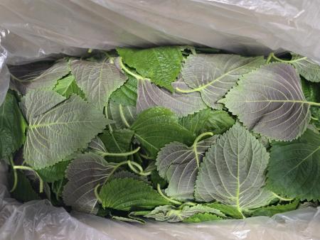 바라깻잎,1Kg,상품,국산