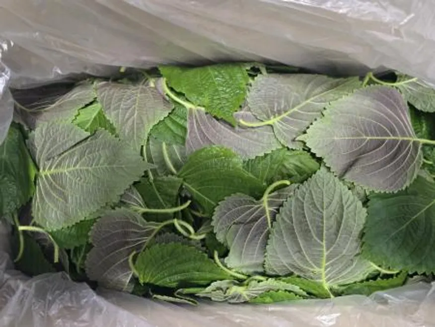 바라깻잎,1Kg,상품,국산 이미지