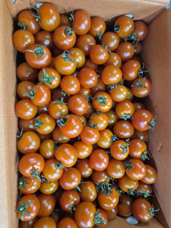 방울토마토,5kg,특품,실온,국산