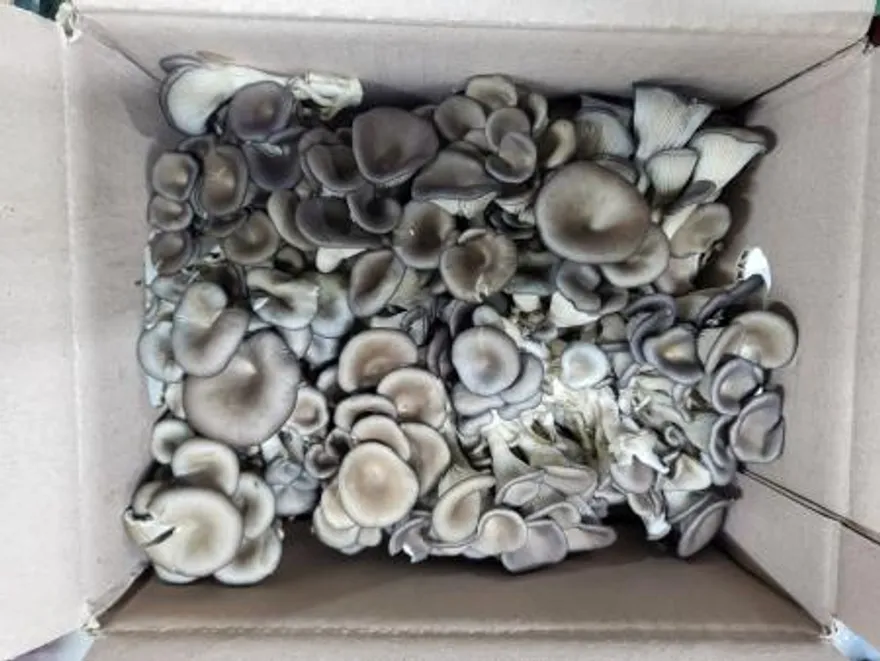 느타리버섯,1Kg,실온,국산 이미지