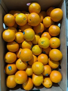 오렌지,200g(180~210g),상품,수입