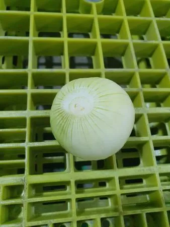 깐양파,1Kg(160g 이상),상품,실온,국산) 이미지