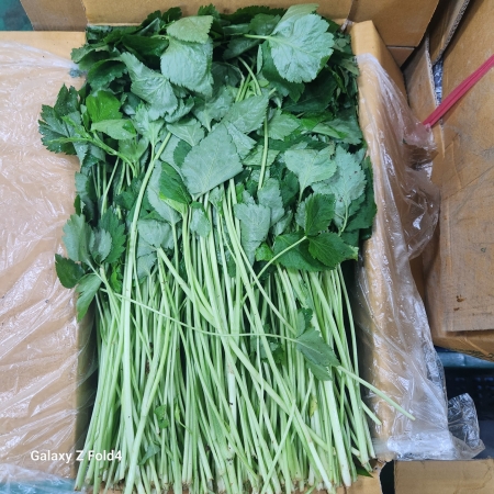 참나물,4Kg,국산
