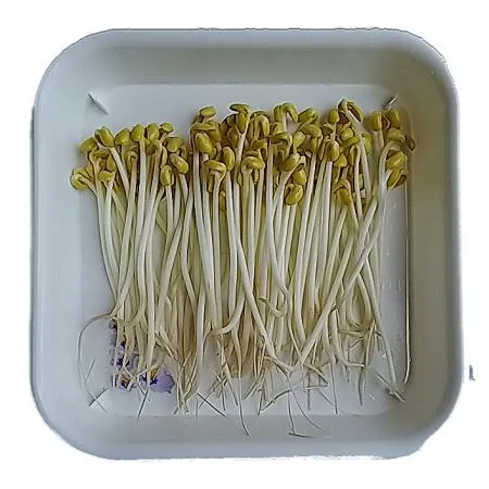 콩나물,1kg,냉장,상품,찜용,수입