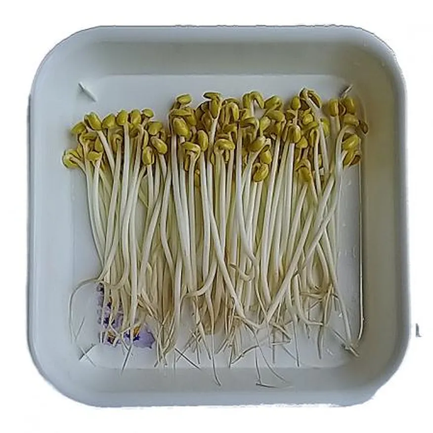 콩나물,1kg,냉장,상품,찜용,수입 이미지