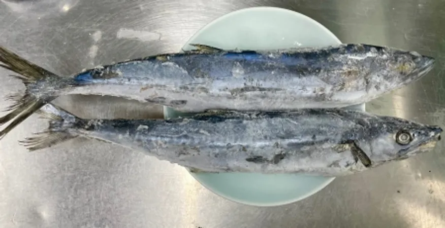 삼치(냉동,상품,국산) 이미지