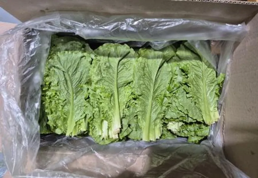 청상추,4Kg,국산 이미지