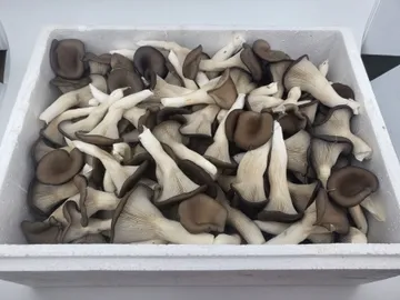 느타리버섯,1Kg(찹찹이),특품,국산