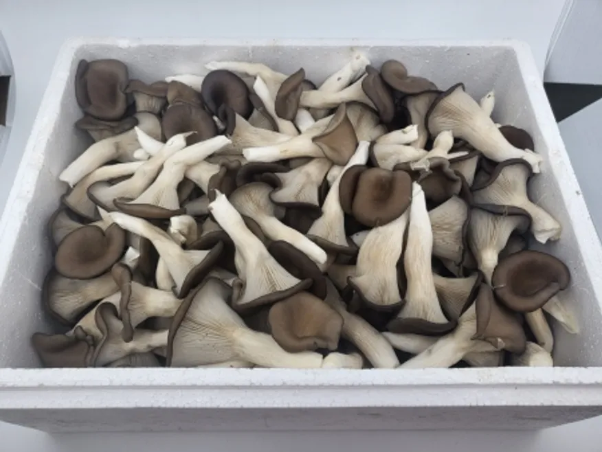 느타리버섯,1Kg(찹찹이),특품,국산 이미지