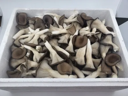 느타리버섯,1Kg(찹찹이),특품,국산