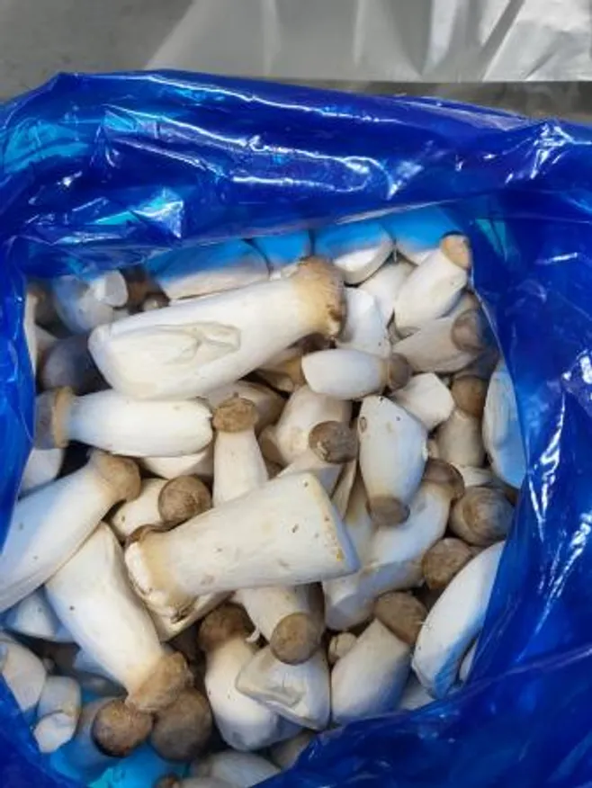 애기새송이버섯,1Kg(2~8cm내외),상품,국산 이미지