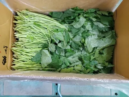 참나물,1Kg,상품,실온,생,국산 이미지
