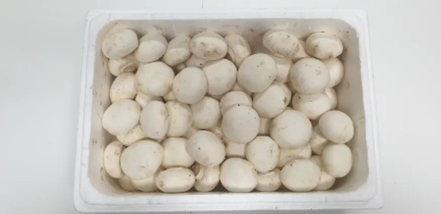양송이버섯,1Kg,소,국산 이미지