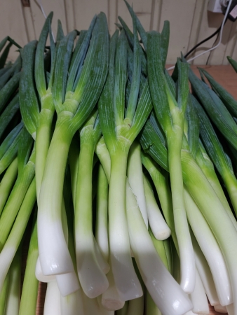 깐대파,1Kg,상품,실온,국산