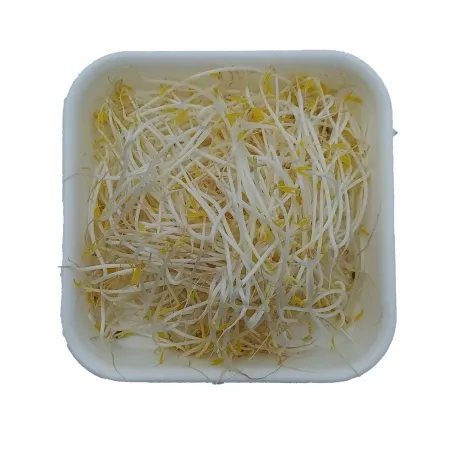 숙주,1kg,냉장,수입 이미지