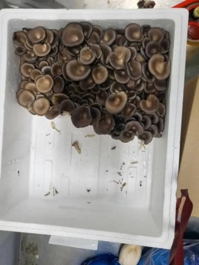 느타리버섯,1Kg,상품,국산 이미지