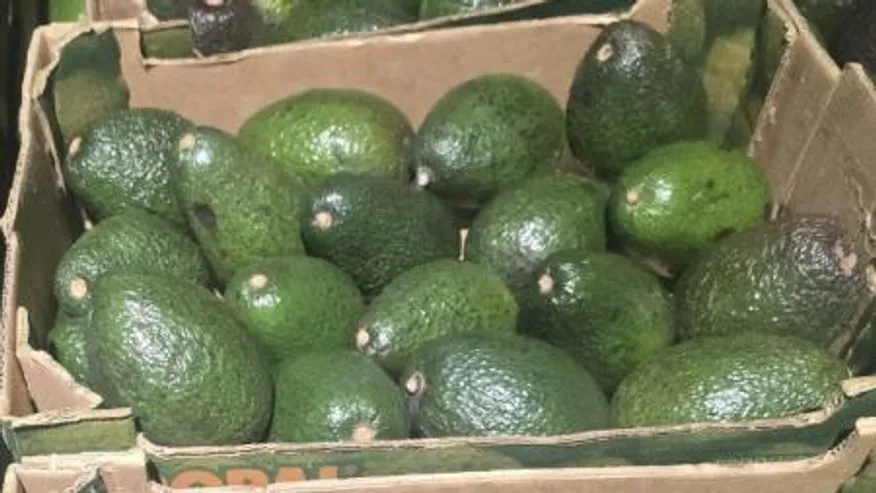 아보카도, 10Kg(180~200g*40~48개). 수입 이미지